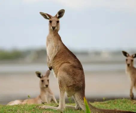Kangaroos Pictures | Download Free Images on Unsplash