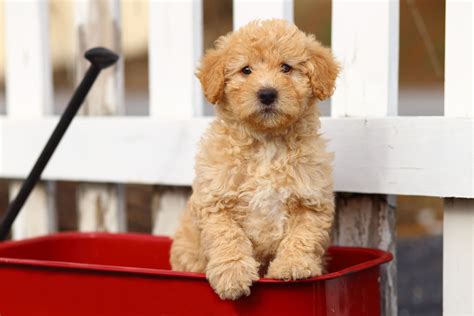 Why are there so many poodle mixes greenfield puppies – Artofit
