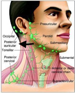 Posterior Auricular Lymph Nodes