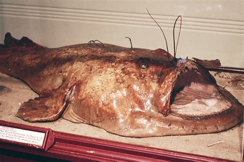 Anglerfish | Anglerfishes are fish of the teleost order Loph… | Flickr