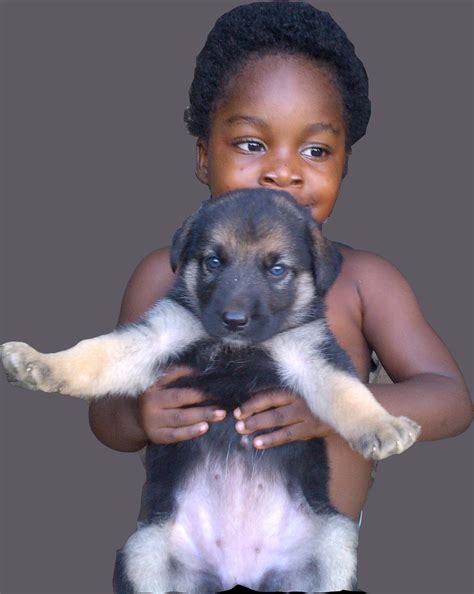 Male and Female Gsd(Alsatian) Pups Available - Pets - Nigeria
