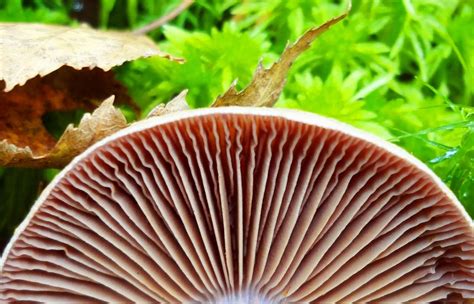 Виды пластинчатых грибов и их названия фото