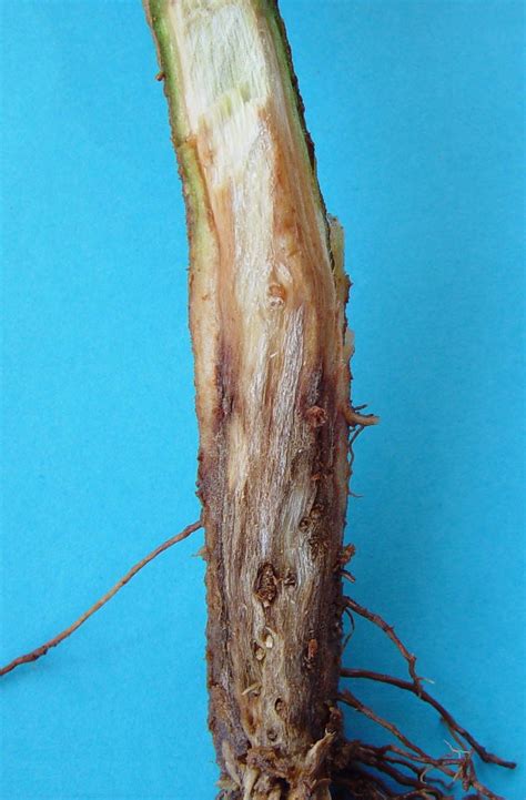 Pepper Fusarium Wilt – iCowApp