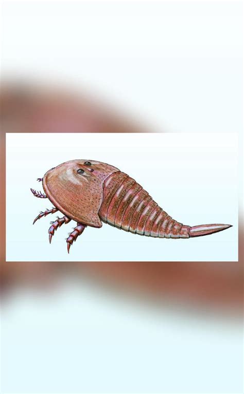 Fossil of giant sea scorpion species discovered in New Mexico | Science ...