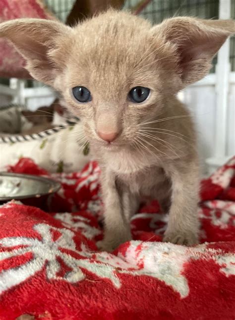 Best Oriental Shorthair Posts - Reddit