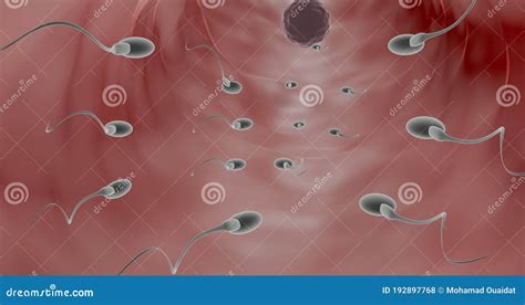 fertilization  human   animation stock photo image  cells