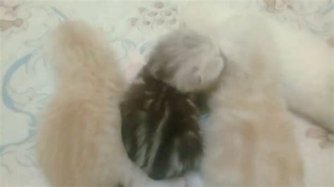 Самые редкие окрасы шотландских котят. ШОТЛАНДСКОЙ ВИСЛОУХОЙ# ...