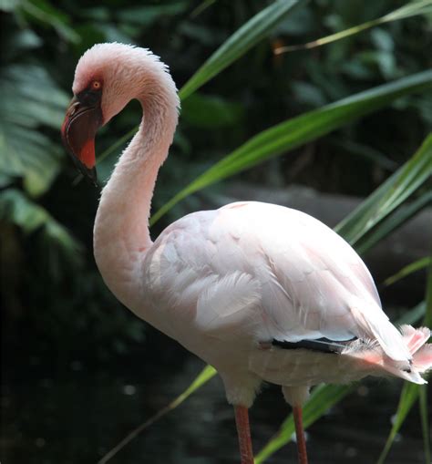 Flamingo Kecil | Gembira Loka Zoo
