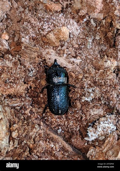 Rugose Stag Beetle (Sinodendron rugosum) Insecta Stock Photo - Alamy