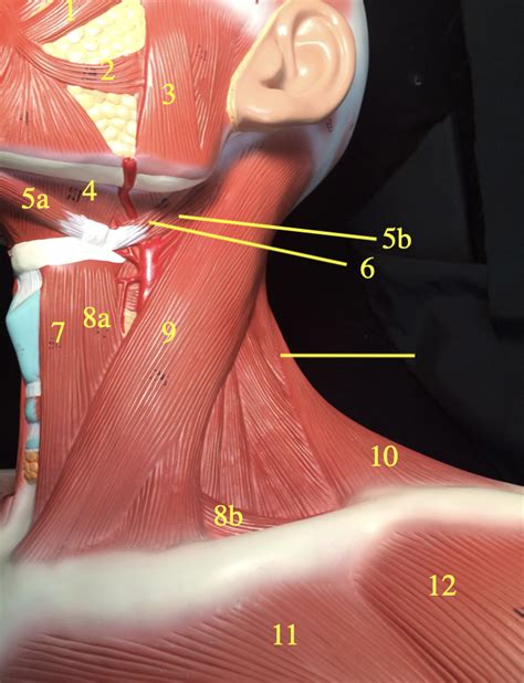 left lateral view diagram quizlet