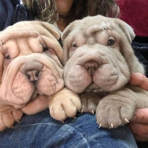 Adorable Shar-Pei Puppies - Chinese Dog