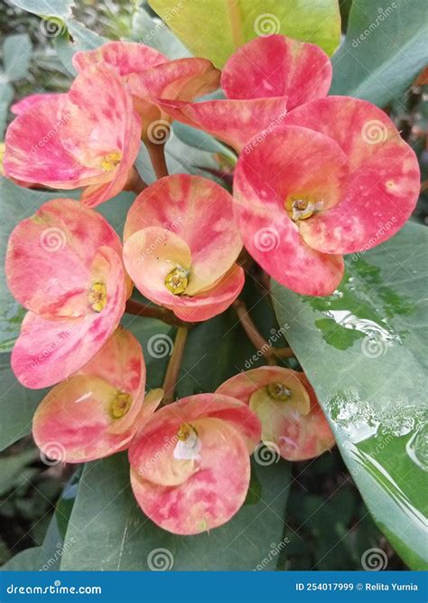 Ornamental Plant Crown of Thorns with Flowers that are in Bloom
