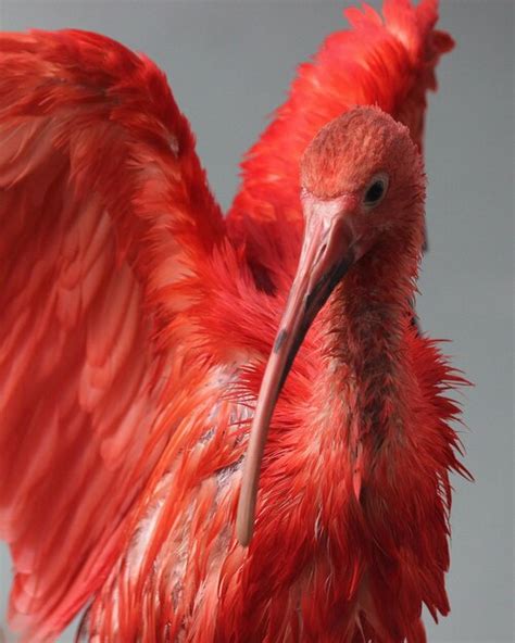 big red bird images    freepik