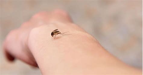 Vector-borne Disease - IAS EXAM