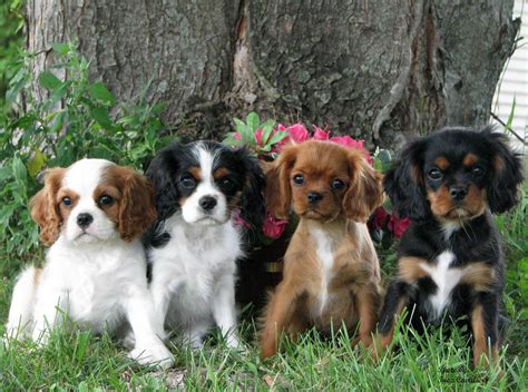 Inez Cavaliers | Spaniel puppies, Cavalier puppy, Cavalier king charles dog