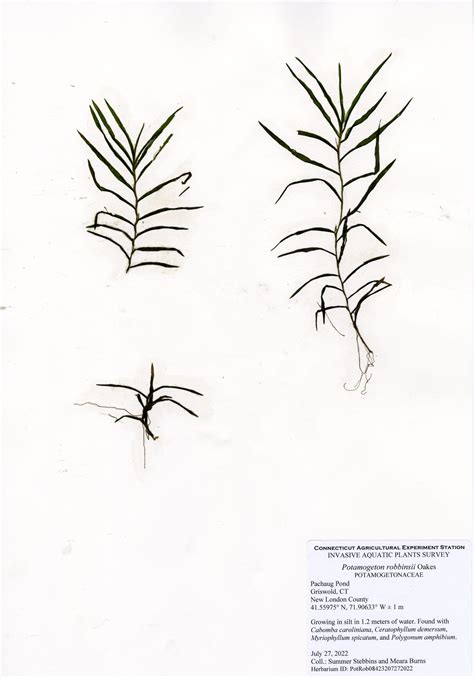 Potamogeton robbinsii