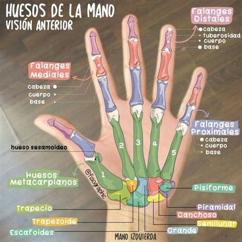 Huesos de la mano (visión anterior) Medicine Notes, Medicine Studies ...
