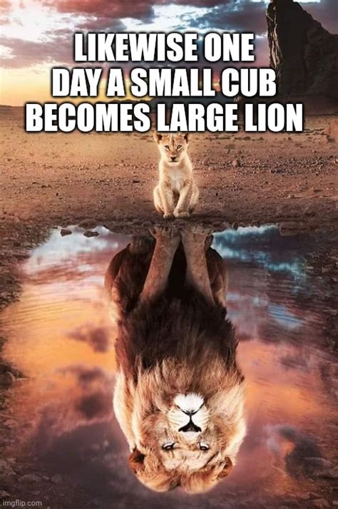 Lion cub - Imgflip