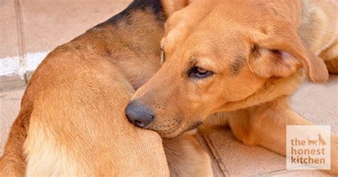 How To Treat Heat Spots On Dogs