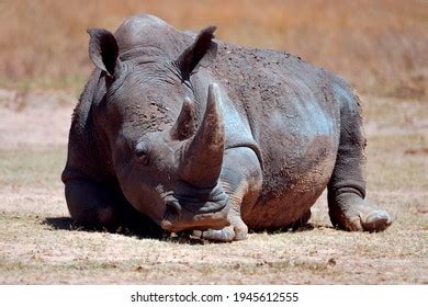 Nakuro Images, Stock Photos & Vectors | Shutterstock
