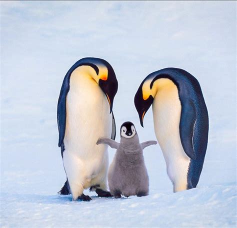 An emperor penguin family welcoming their newborn chick, Antarctica ...