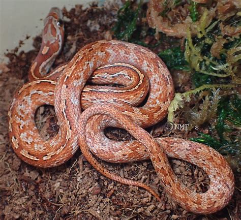 Pantherophis guttatus - Tessera Corn Snake | Arachnoboards