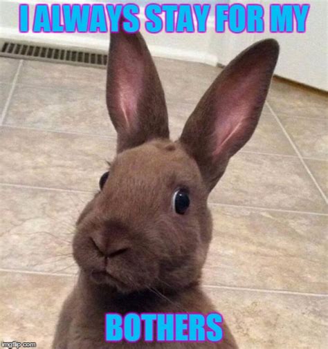 Really? Rabbit - Imgflip