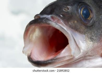 bass mouth stock photo  shutterstock