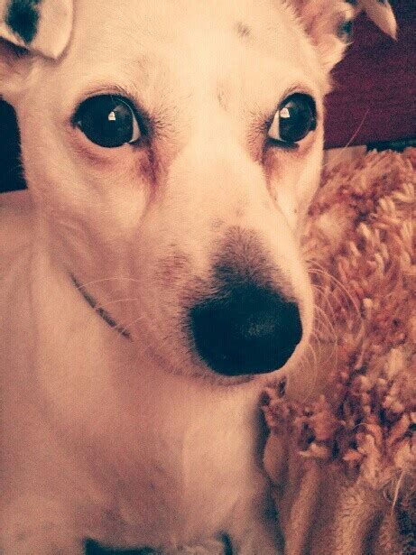 This is my dog lizzy! | Dogs, Animals