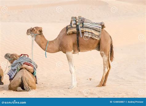 Camels in the Sahara Desert, Tunisia, Africa Stock Image - Image of ...