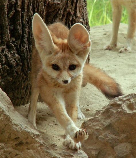 Фенек :: Лиса :: photo :: animals :: fox :: фото :: живность :: fandoms ...