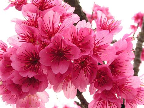 wallpaper: Cherry Flowers Wallpapers