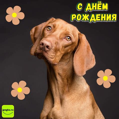 Открытки с Днём рождения с собаками: 65 картинок