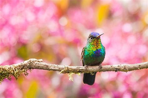 Aumentativo De Beija Flor - 20 fotografias em close de beija-flores que revelam sua beleza incrível