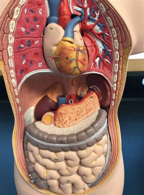 human torso model labeled quiz  brayden watts blog