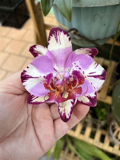 So this happened to my Phal. Magic Art. : r/orchids