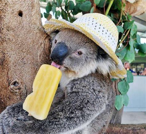 21 Adorable Animals Wearing Hats
