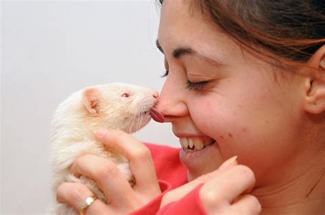 All About Ferret Babies | BeChewy