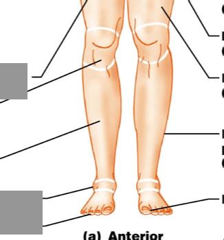 anatomical terms related   leg flashcards quizlet