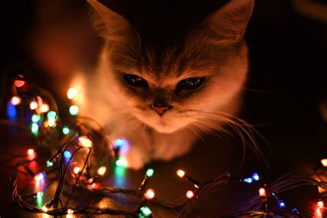 кот с огоньками | Кот, Фотосъемка, Кошки