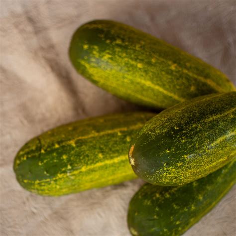 Cucumber, English, 1kg - Ecolodgy Permaculture Centre