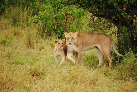 Free Images : wilderness, adventure, puppy, wildlife, africa, father