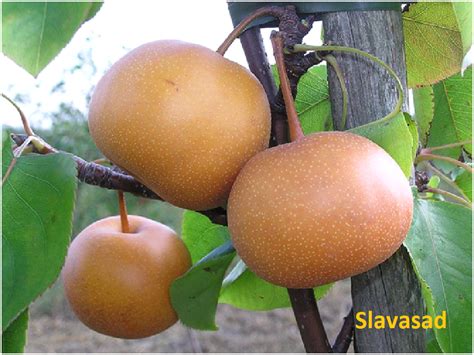 Секуи (груша) Україна