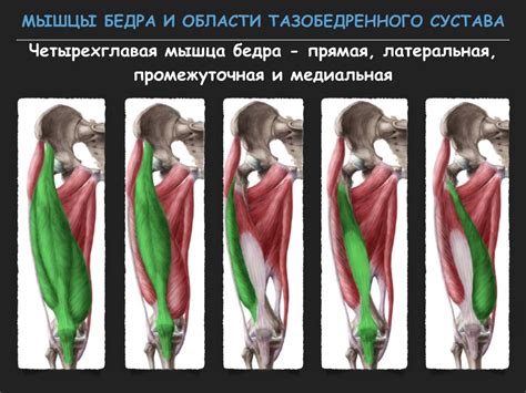 Визуализация тазобедренного сустава