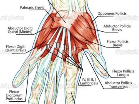 isolating proper collateral ligaments a Anatomy Of The Thumb Ligaments ...