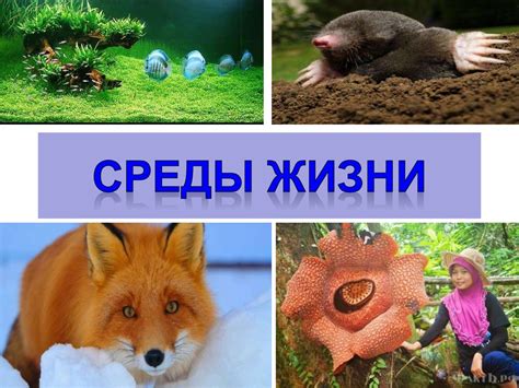 Среды жизни - презентация онлайн