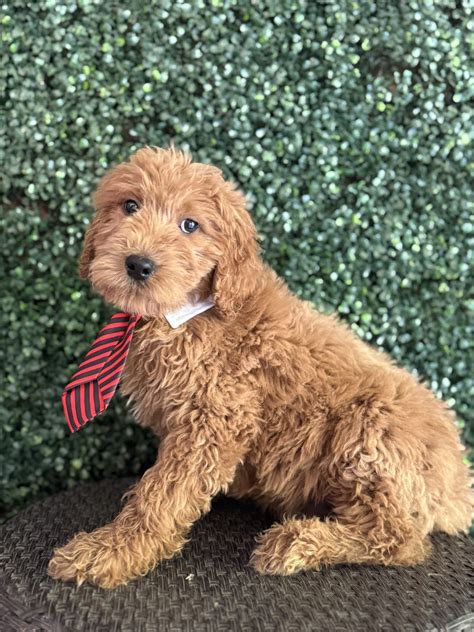 Goldilocks Goldendoodles - F1 & F1B Goldendoodle Puppy