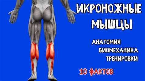 ИКРЫ. 10 Фактов. Биомеханика, Тренировки, Анатомия. - YouTube