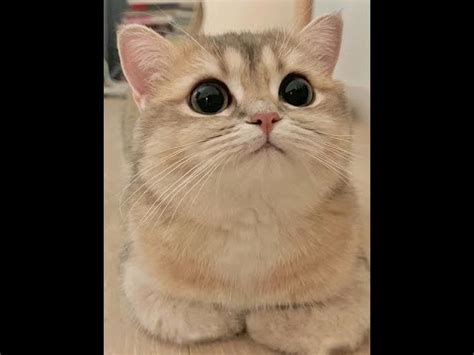 Meow - YouTube