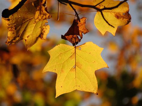 falls yellow leaves  trees produce yellow leaves  fall